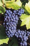 C&eacute;page de champagne - Le Pinot Noir