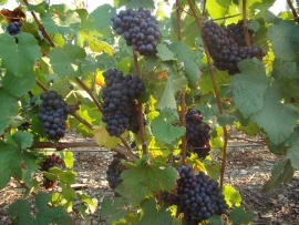 Champagne James VRAYET - Pinot noir